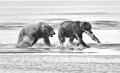 102 - bear chasing - KWAN PHILLIP - canada